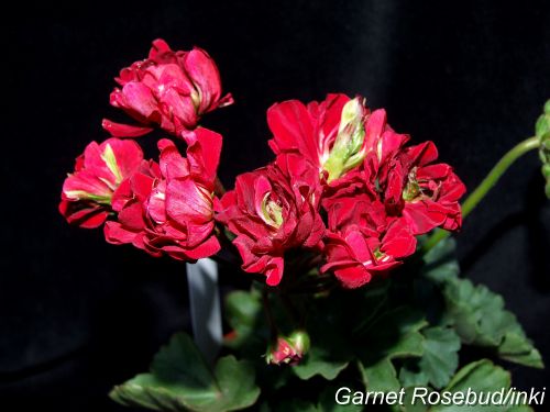 Garnet Rosebud